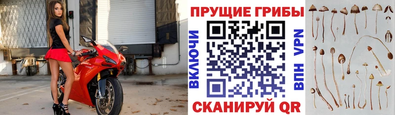 shop Telegram Каменск-Шахтинский Галлюциногенные грибы мицелий наркотики